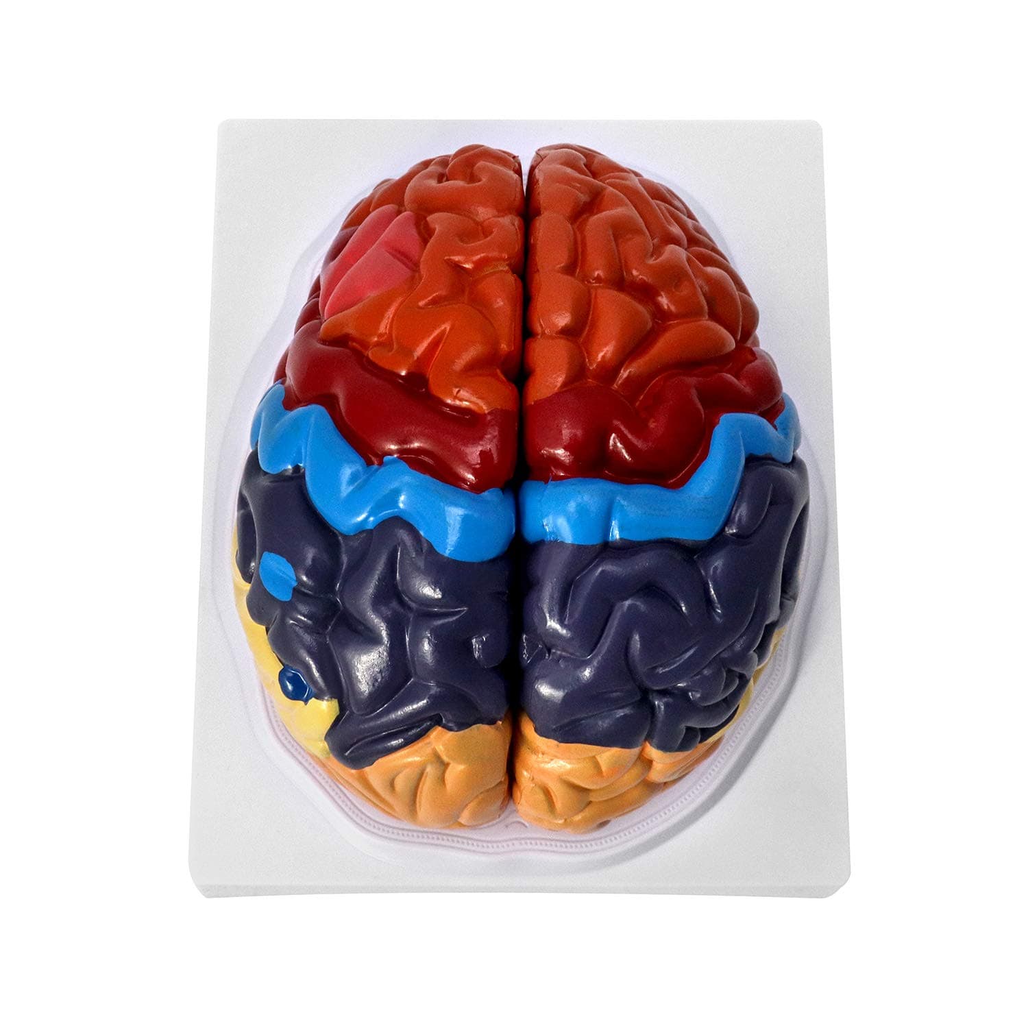 Life-Size Anatomical Brain Model, Color-Coded Human Regional Brain Model 2 Parts
