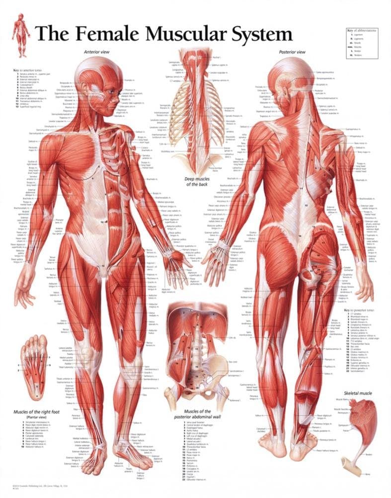 Muscular System Female chart: Wall Chart 1st Edition