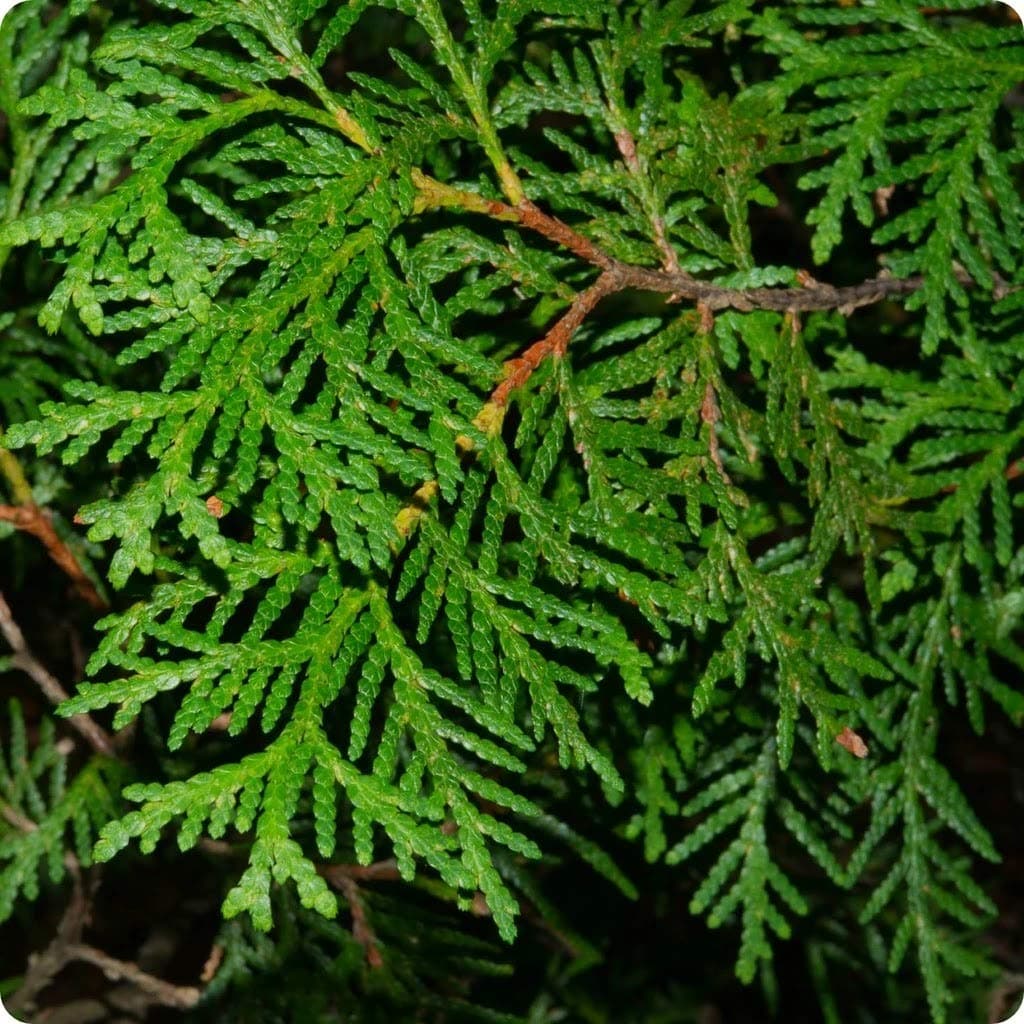 40pcs Arborvitae Tree Seeds (Thuja occidentalis)