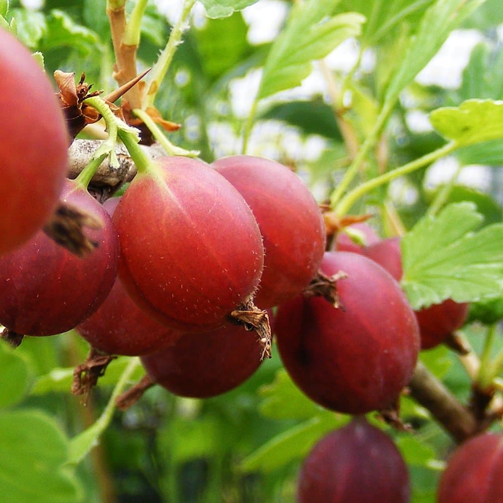 GOOSEBERRY Captivator 3L