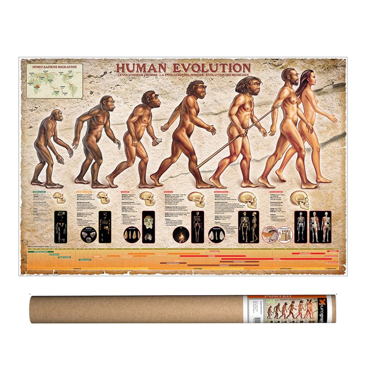 Human Evolution, Poster 36 x 24 inch by Eurographics