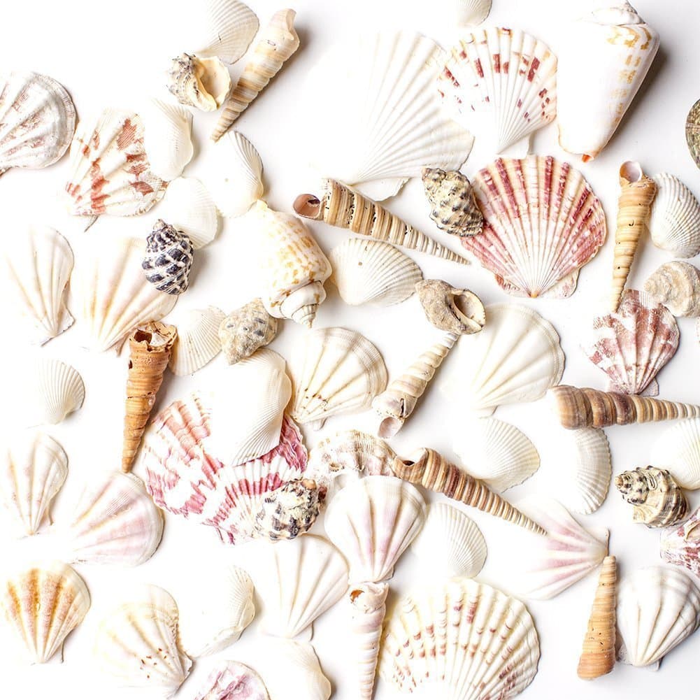 Sea Shells Mixed Beach Seashells - Various Sizes up to 2 Shells -Bag of Approx. 50 Seashells by Super Z Outlet ,,,