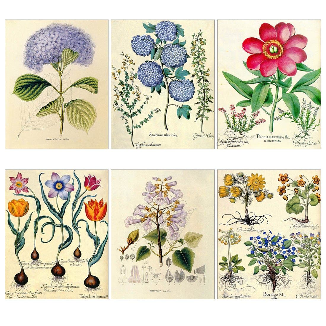 Colorful Flower Art Prints