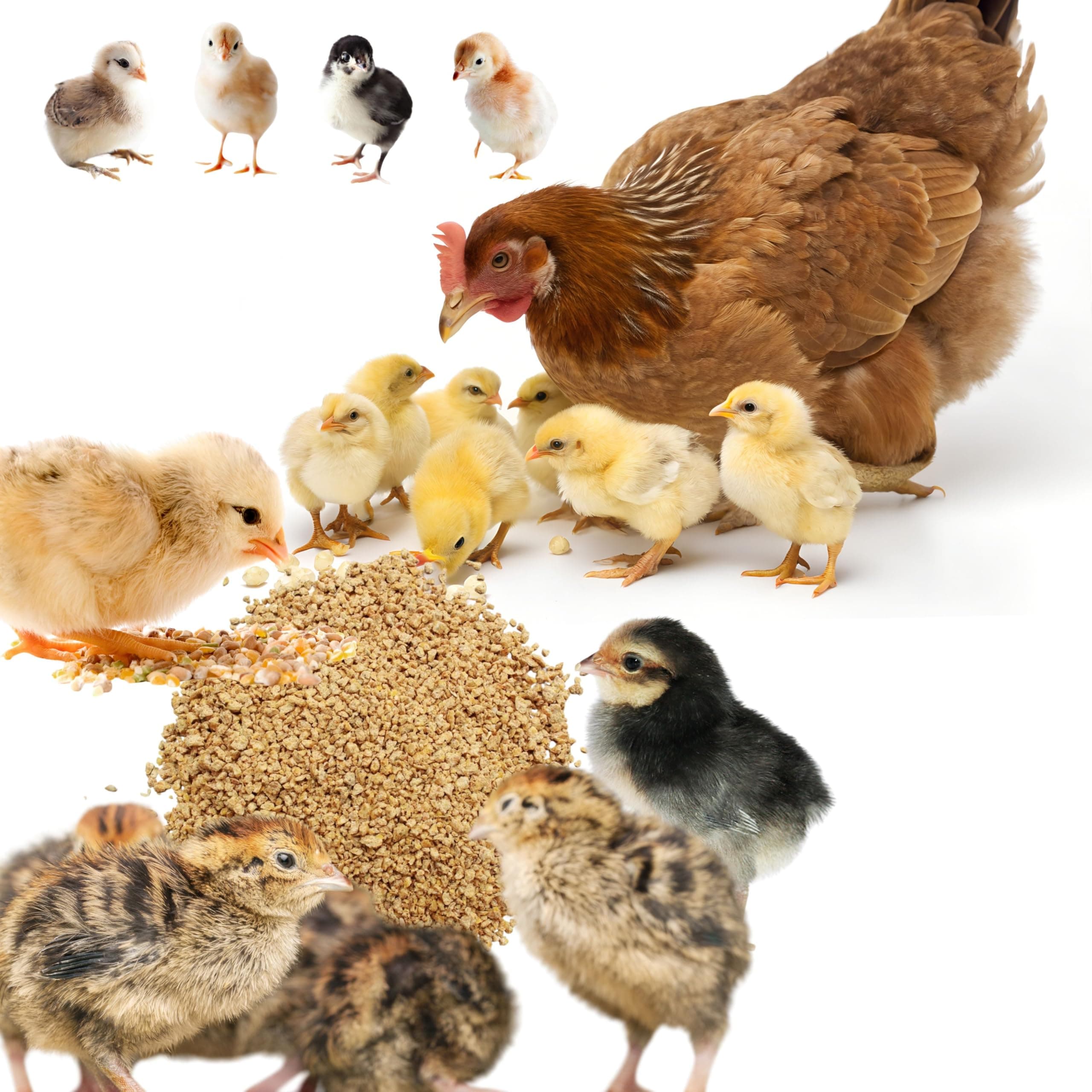 Poultry Flake Feed for Young Chicks (0 to 6 Weeks, 1Kg, Bio_25
