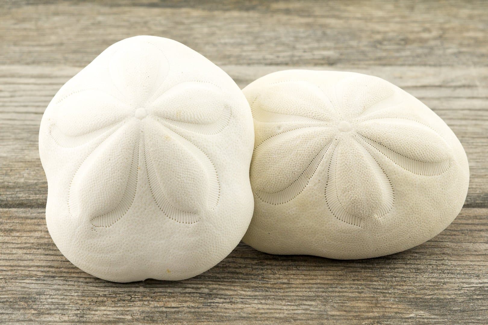 Sea Biscuits | Large Real Sea Biscuits 3"- 4" (Set of 2) | Sand Sea Biscuits Plus Free Nautical Ebook by Joseph Rains (3" - 4" 2 Pack)