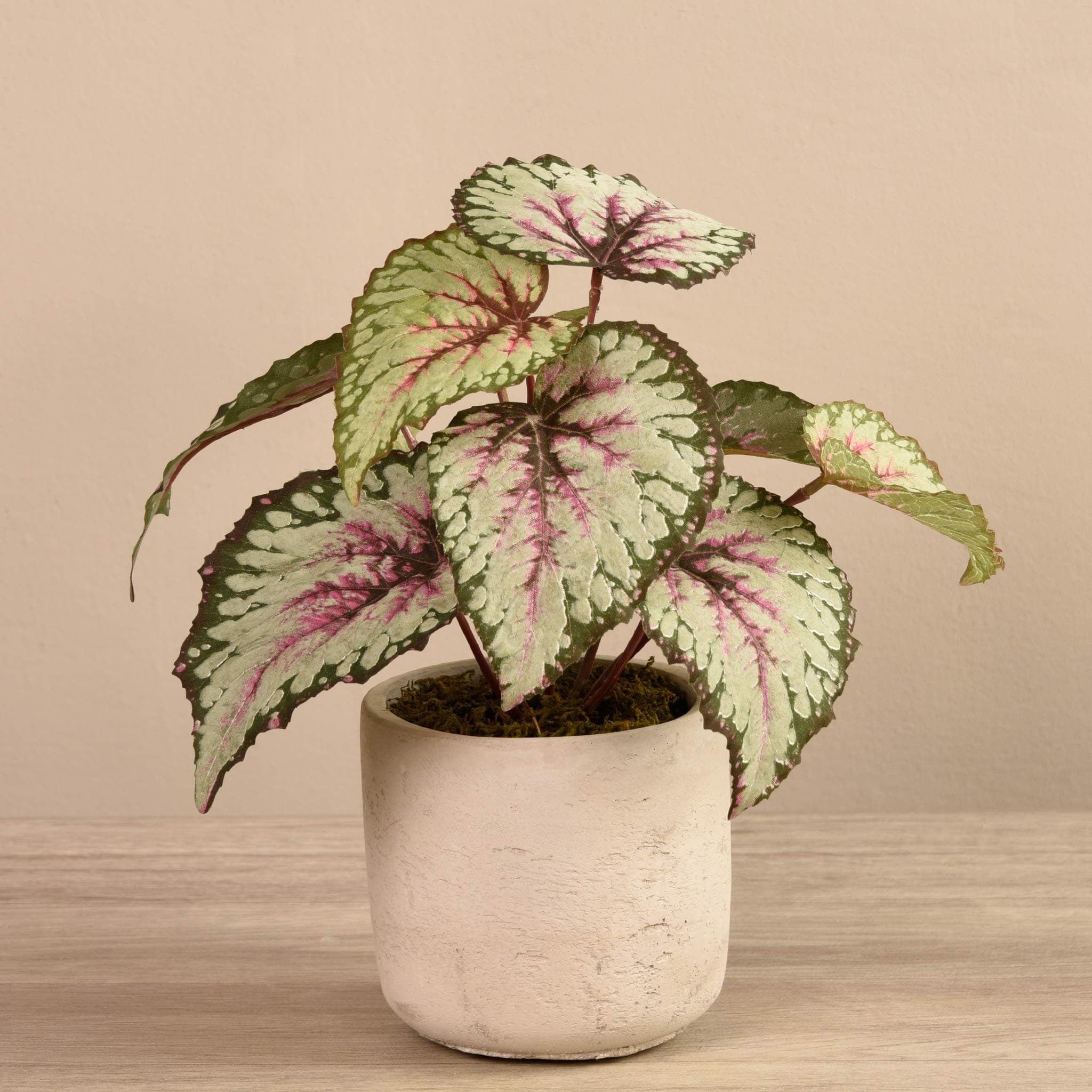 BLOOMR Begonia Plant