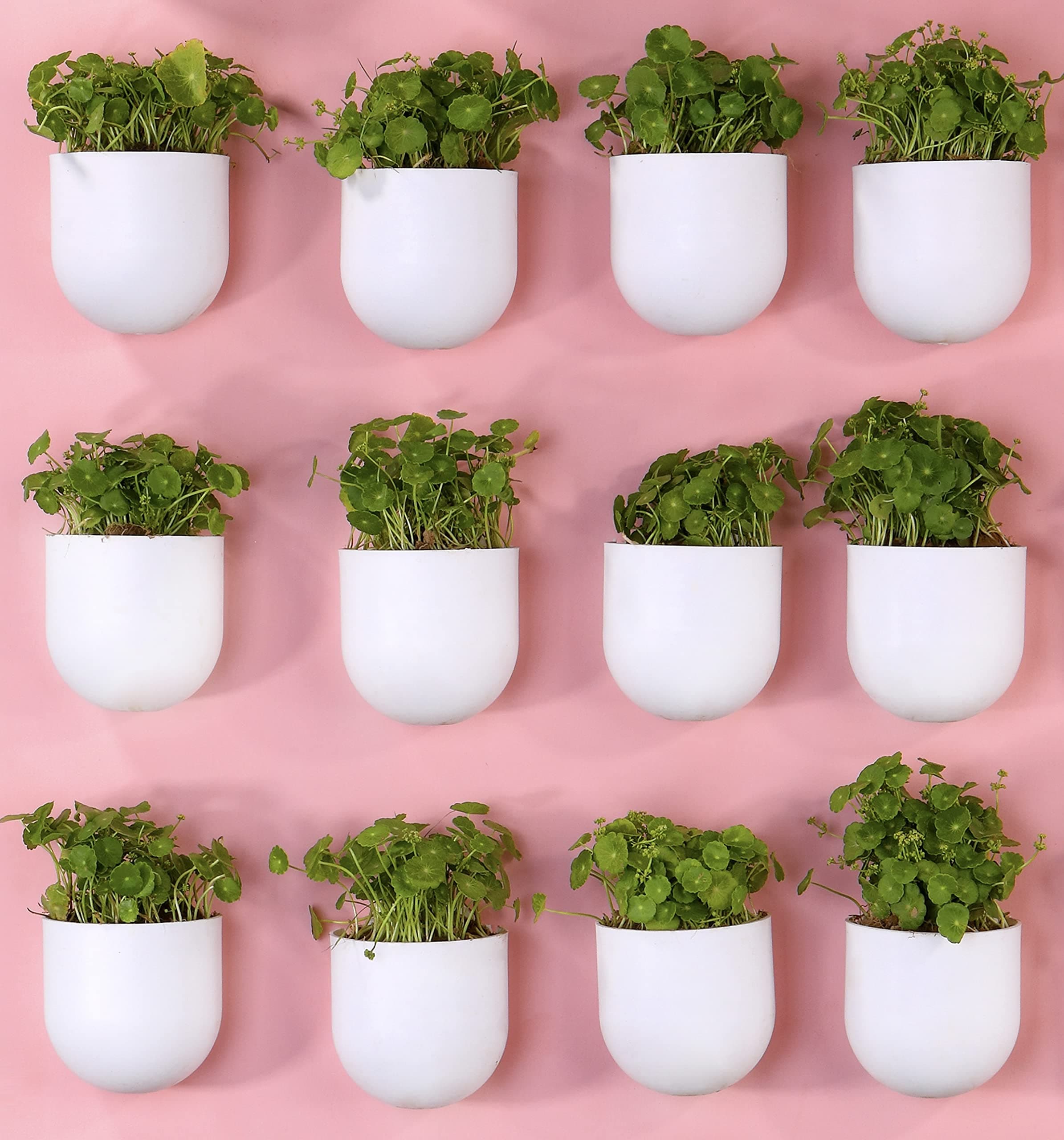 BLUME Bubble Medium Wall Hanging Planters| Hanging Flower Pot|Hook Hanging Plastic Plant Pot Container Set For Indoor, Outdoor Living, Home, Gardening Set Of 12, White