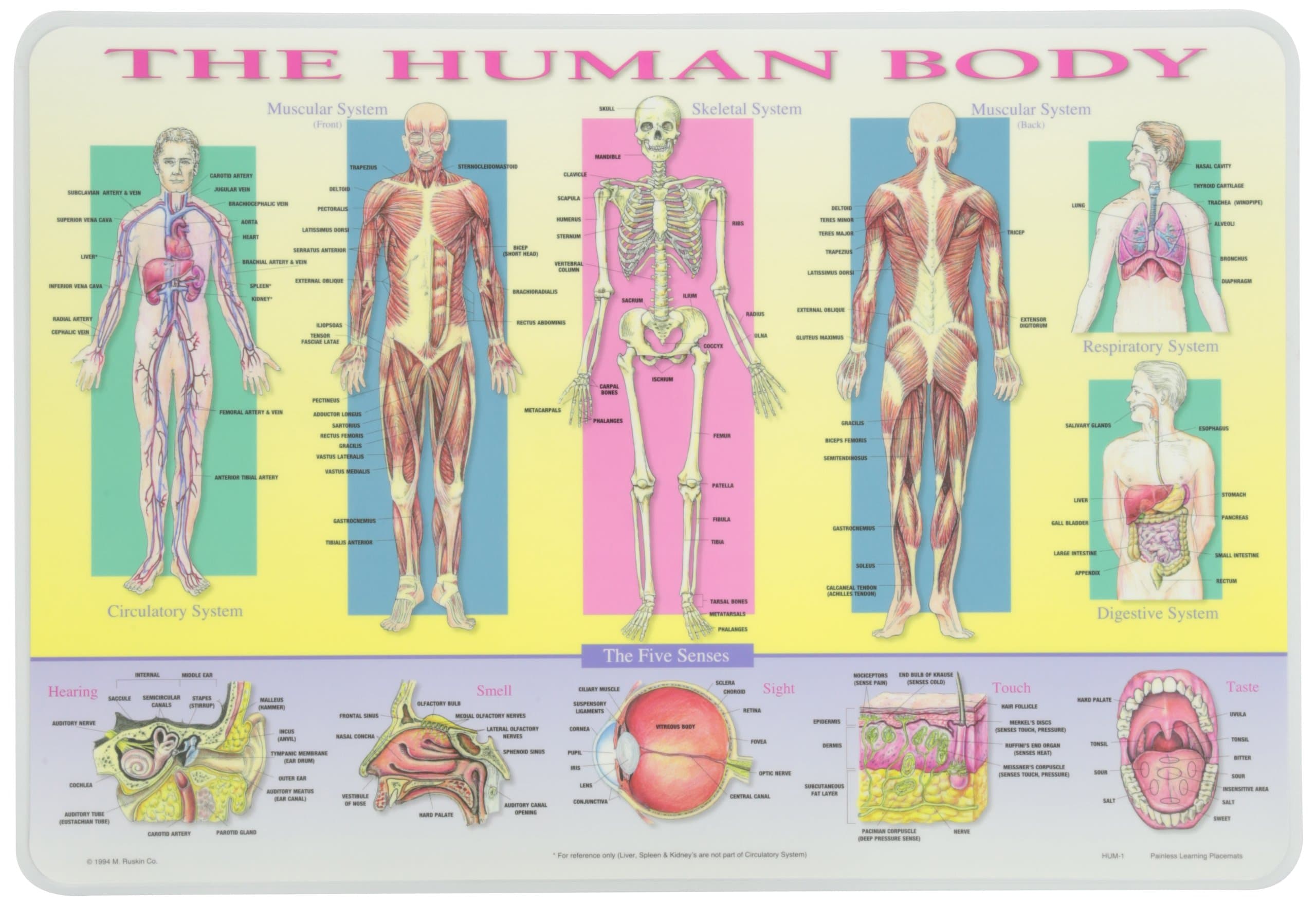 Painless Learning Human Body Placemat