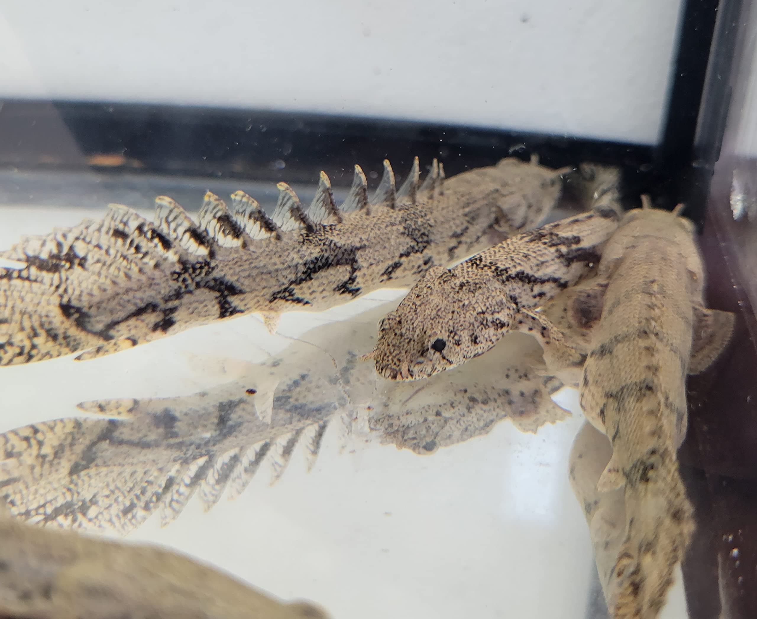 Saddled Bichir- Polypterus bichir endlicheri- Small 3-5"