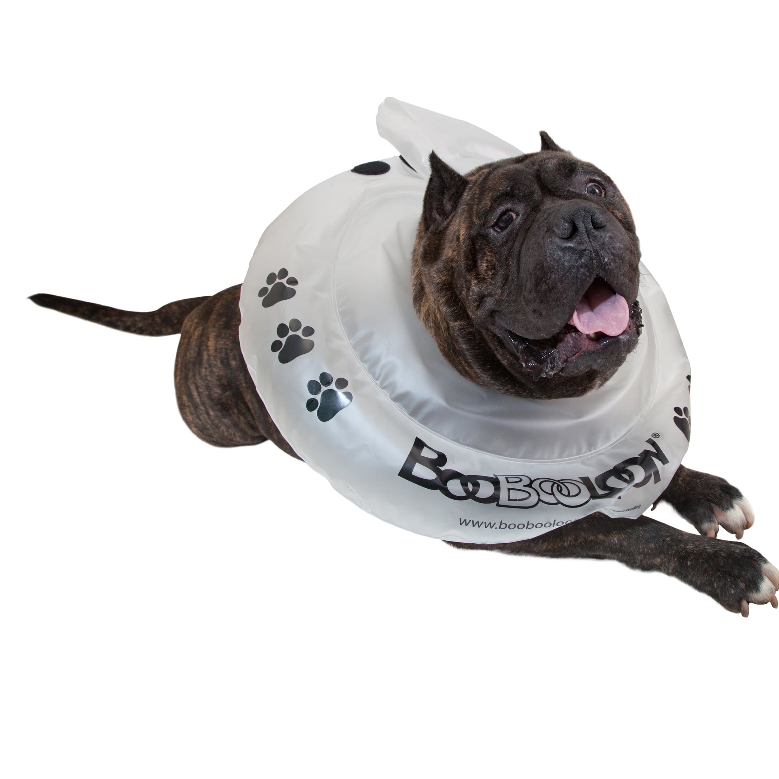 Inflatable Pet Recovery Collar 1 Extra Large Size