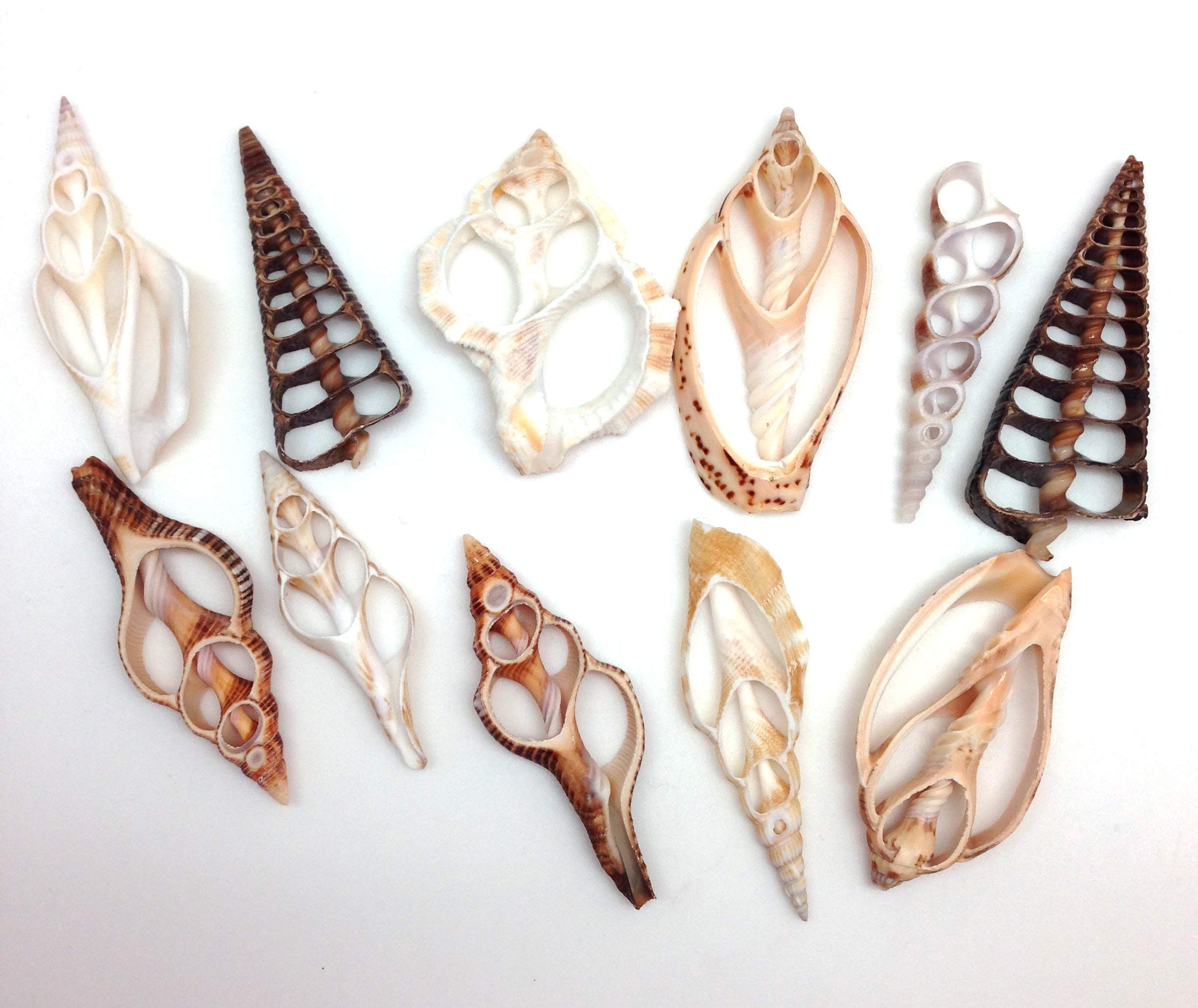 PEPPERLONELY 20PC Center Cut Assorted Mixed Sea Shells, 2 Inch ~ 3 Inch