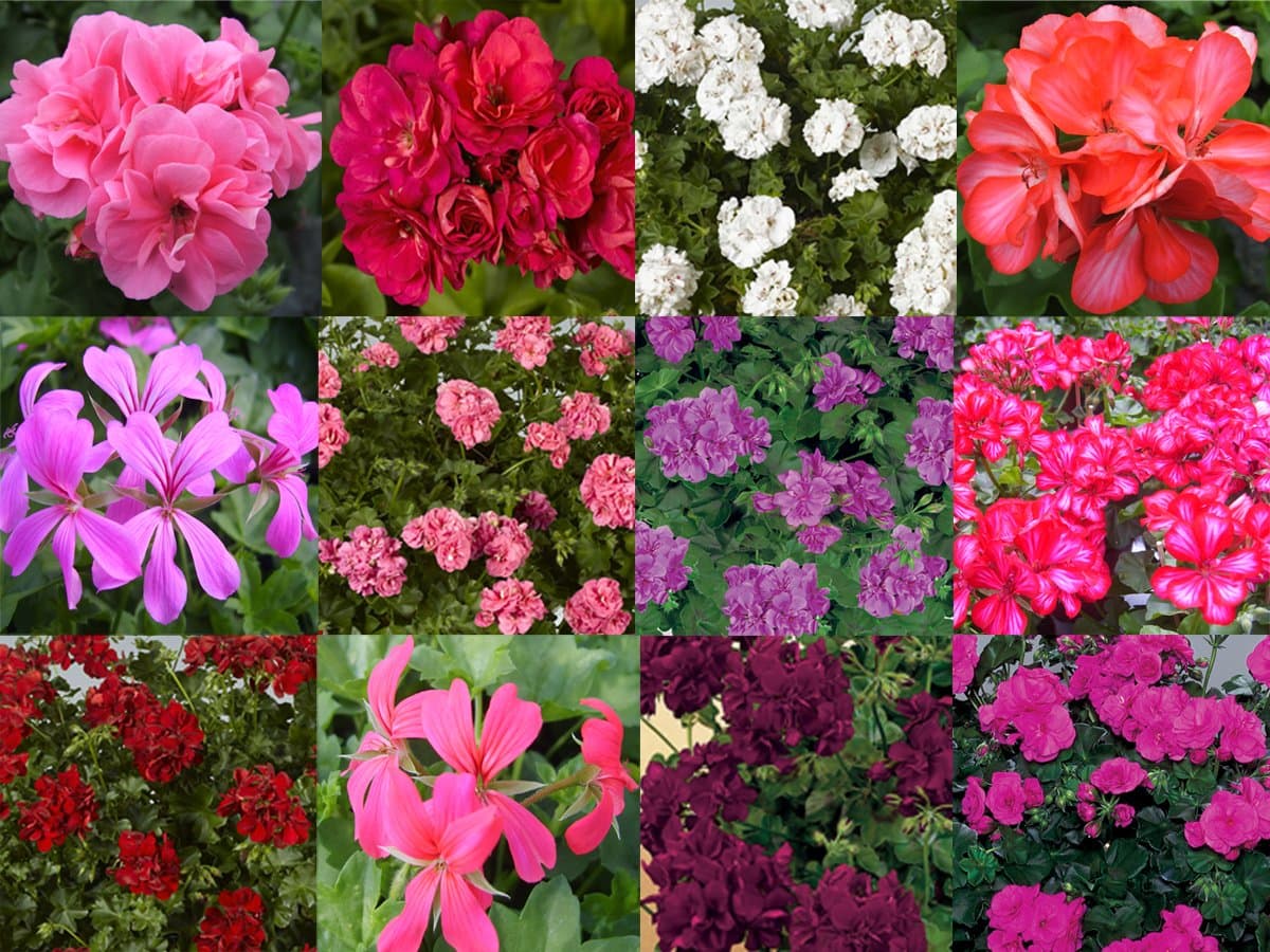 10 x Geranium Ivy Leaf Plug Plants Mixed Collection - Plugplants4u