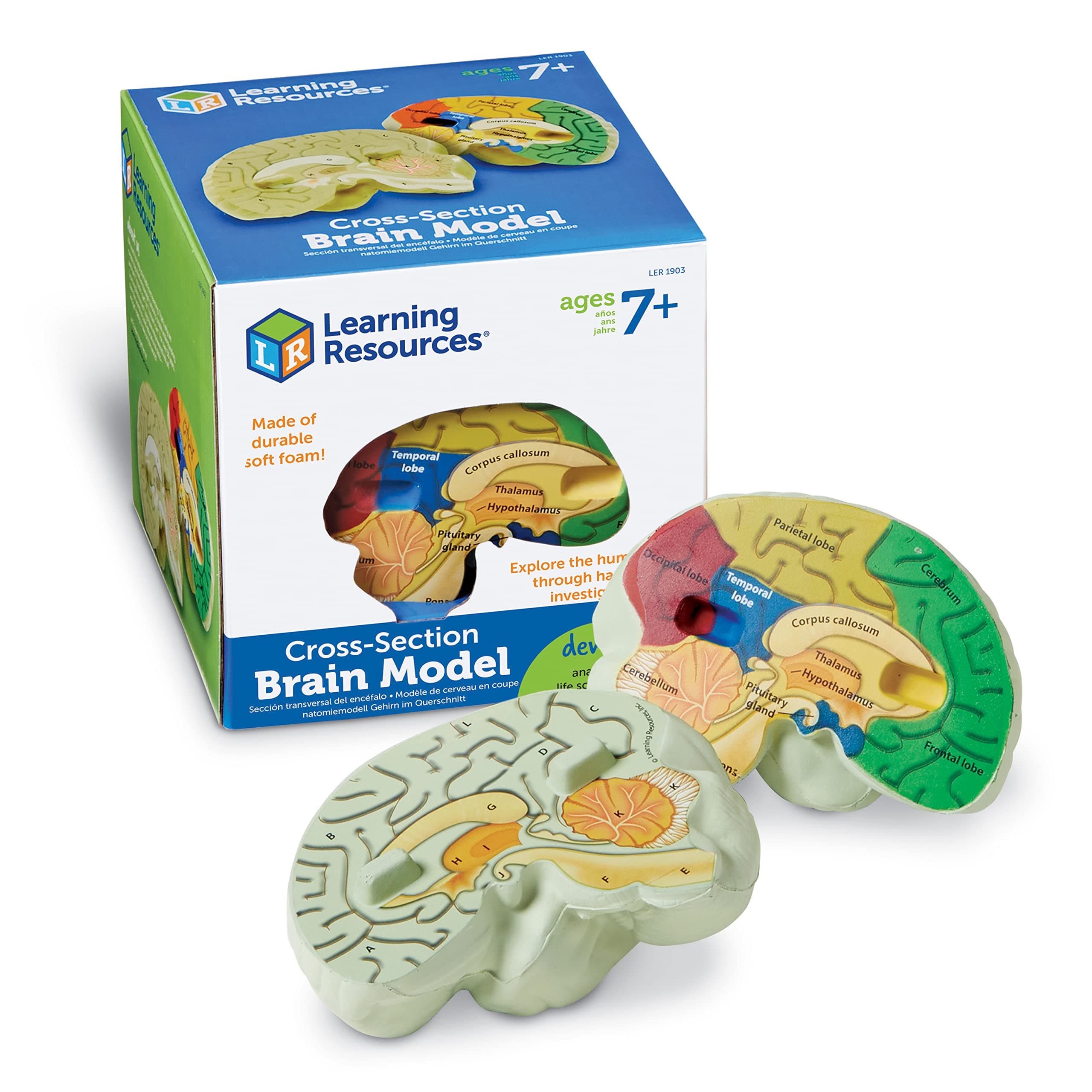 Learning Resources Cross-section Brain Model