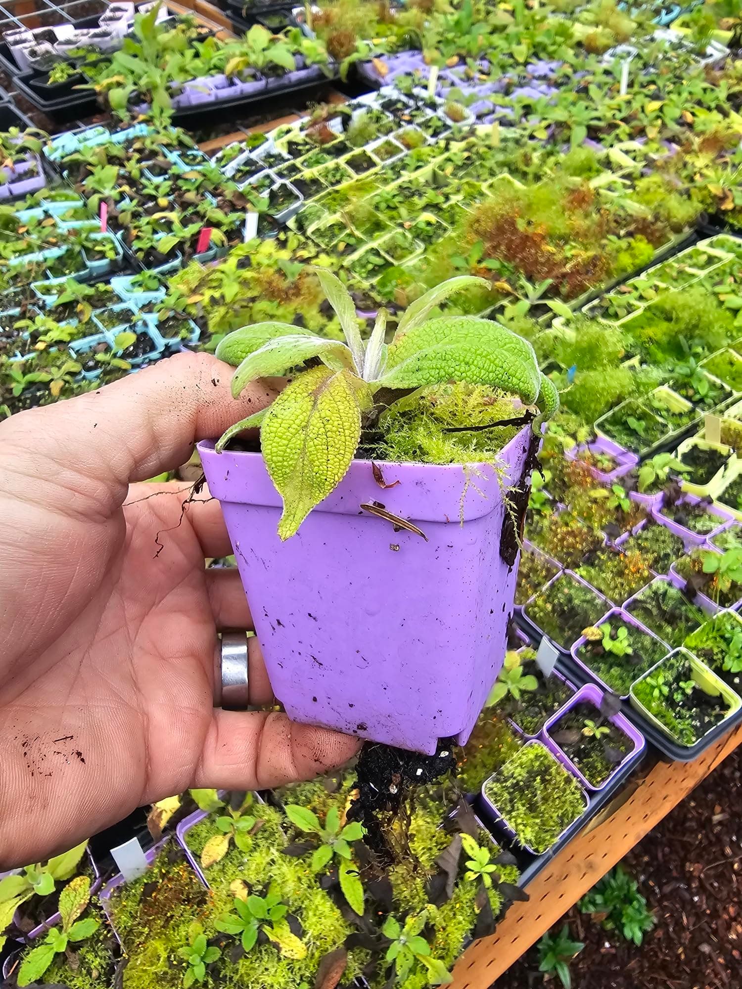 4-Pack Live White Foxglove Plants, 3" pots