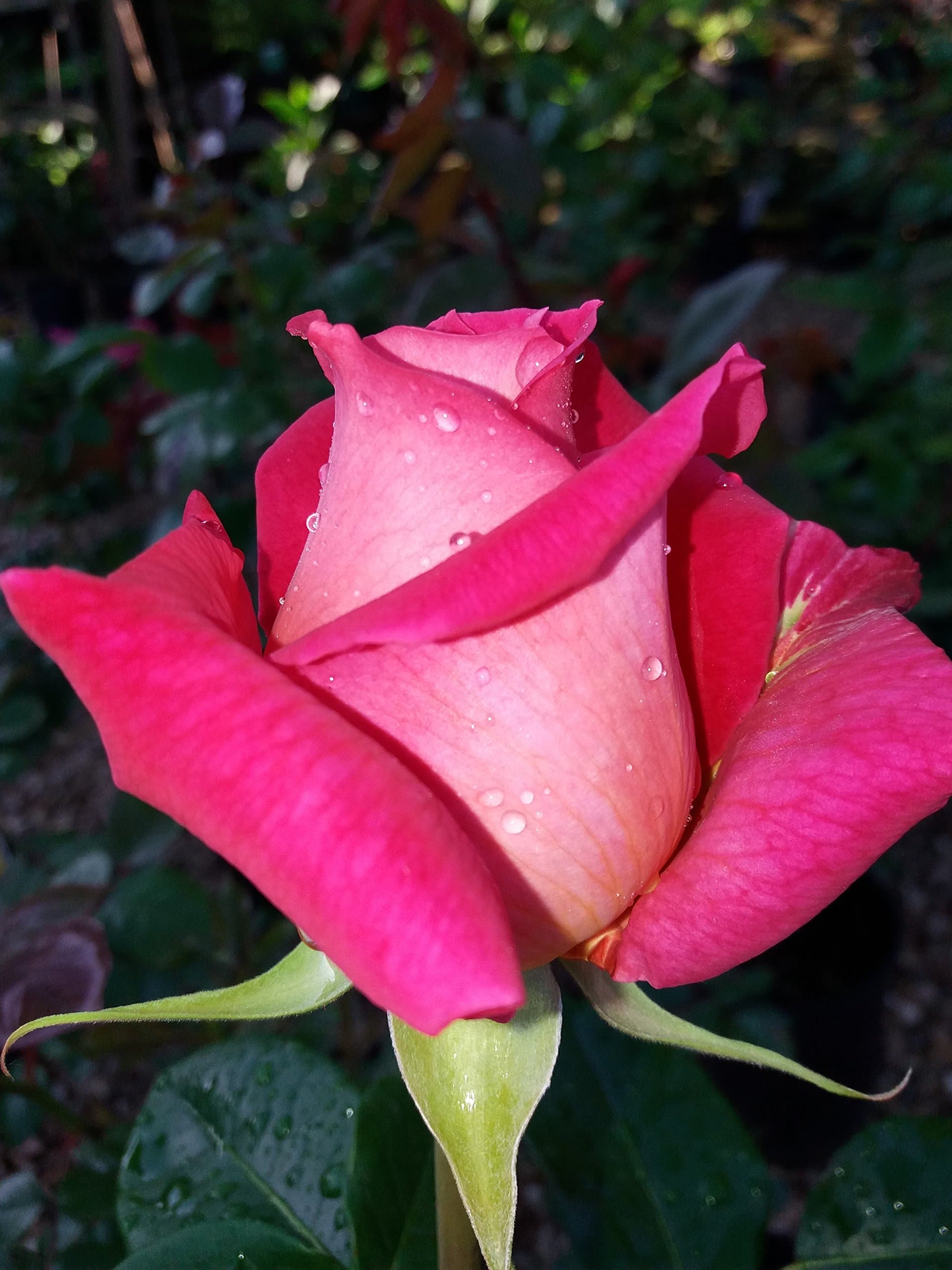Pink Peace Hybrid Tea Rose Bush Bare Root