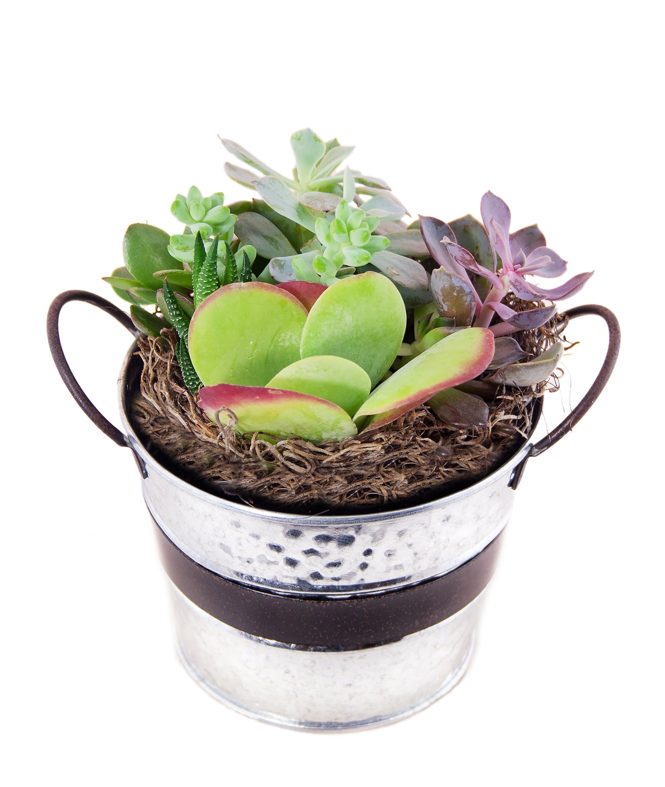Stately Succulent Garden, Round Tin Pot