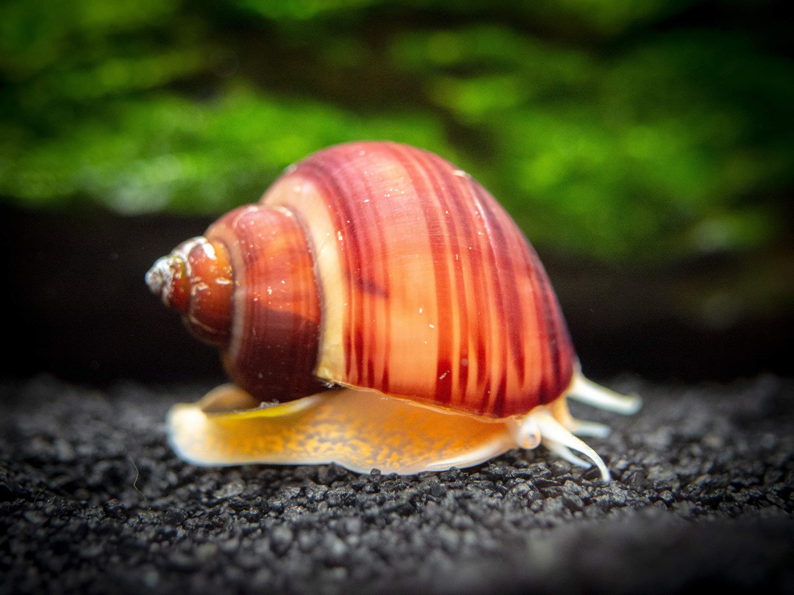 3 Live Magenta Mystery Snails
