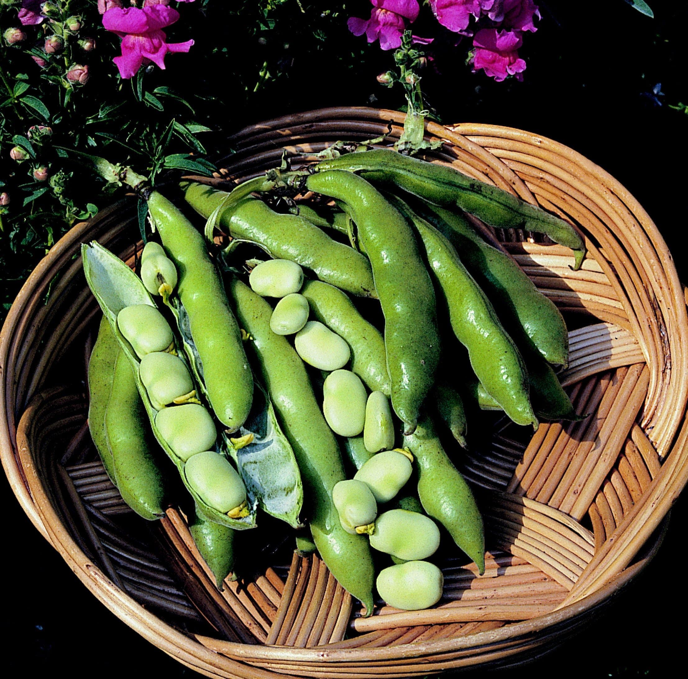 Dwarf Broad Bean - Sutton Dwarf - 75 Grams
