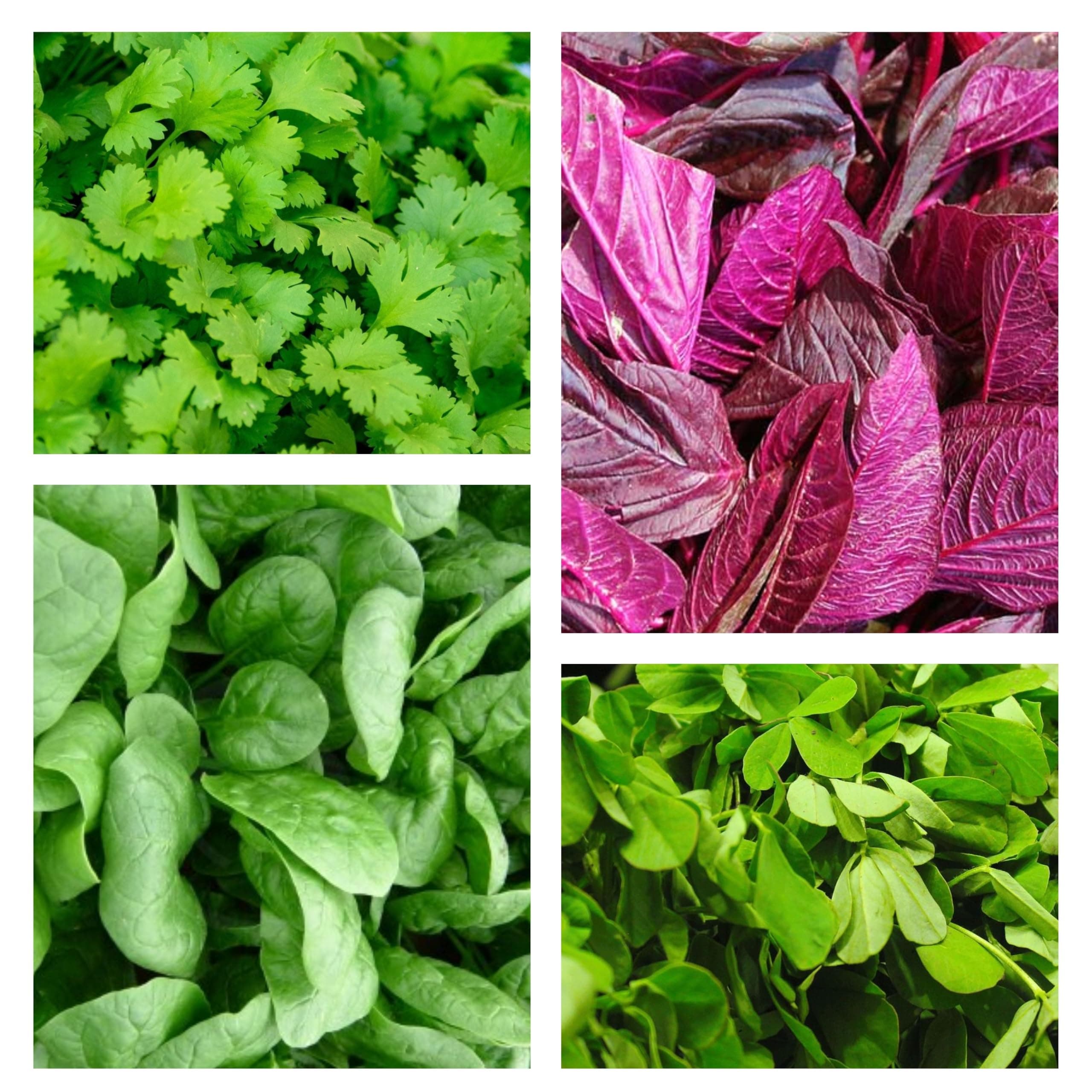 - Combo Of Leafy Vegetable (Four Varieties : 500 Quantity Each)