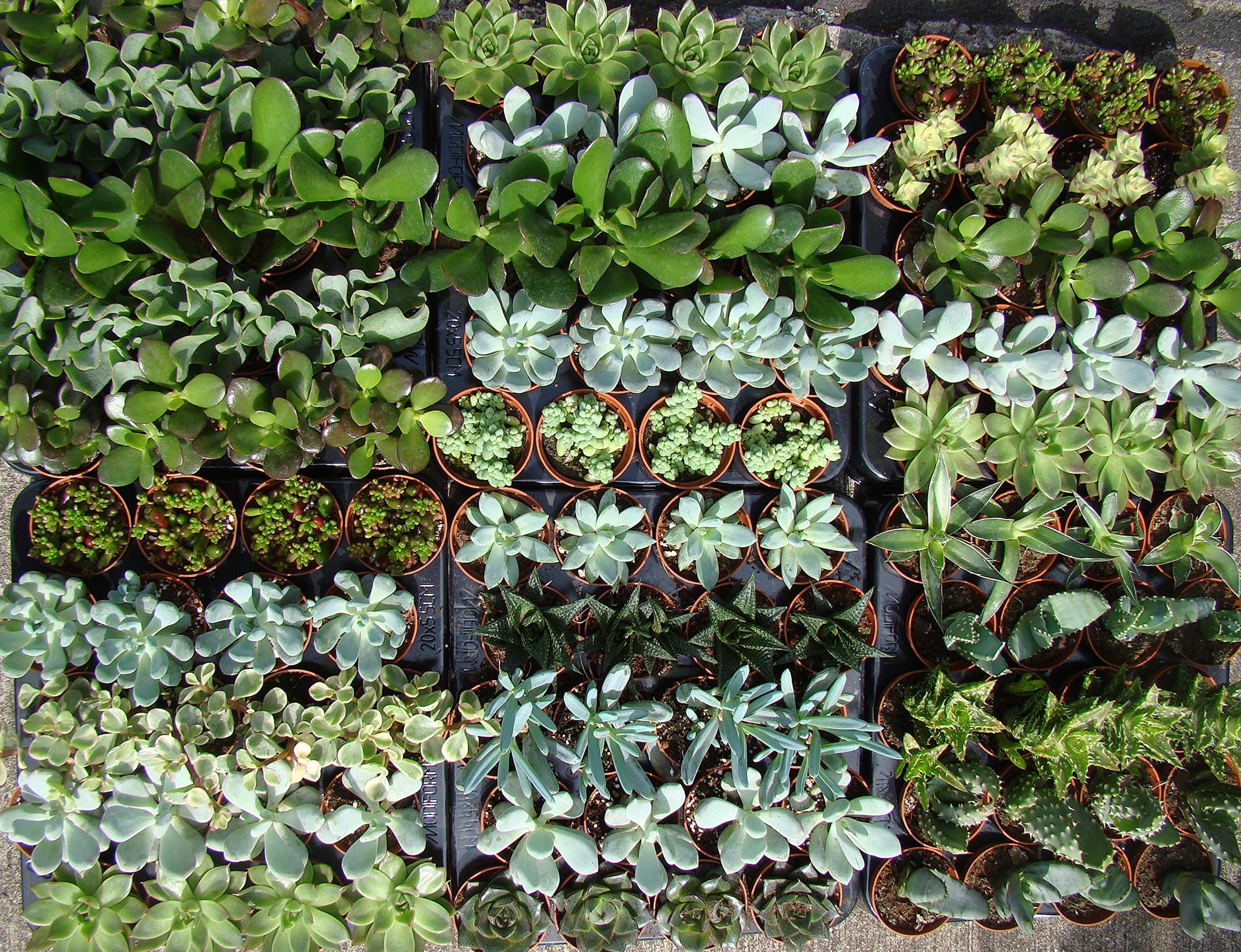 10 x Succulent Plants - Succulent Collection