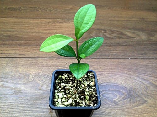 3x Ceylon Cinnamon Cinnamomum Zeylanicum BARE ROOT PLANTS