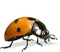 Live Ladybugs (2,000) - 2 Day Delivery