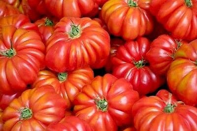 Red Beefsteak Tomato 300 Seeds