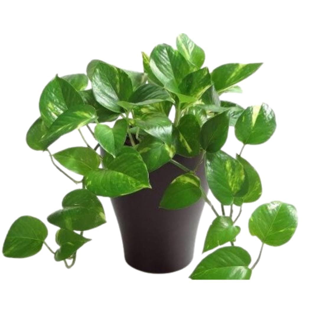 CAPPL Air Purifier Good Luck Money Plant (Pot Included)