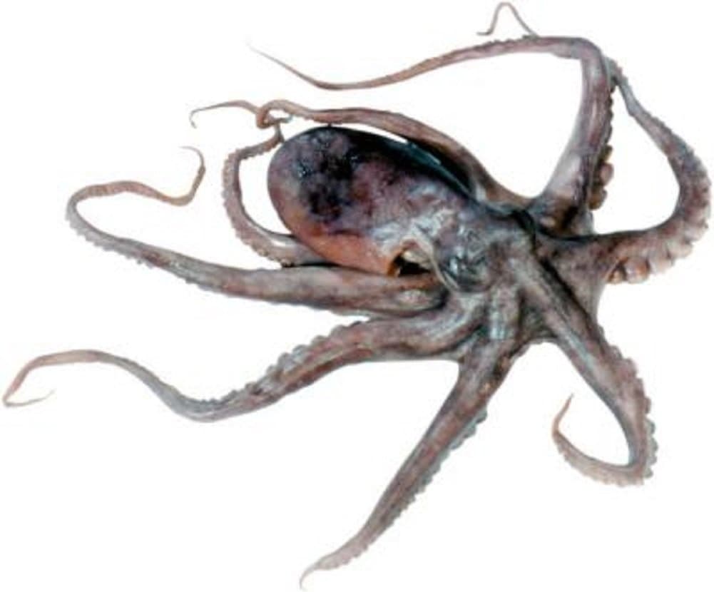 Preserved 4-6 Inch Octopus Plain in Vacuum Pack