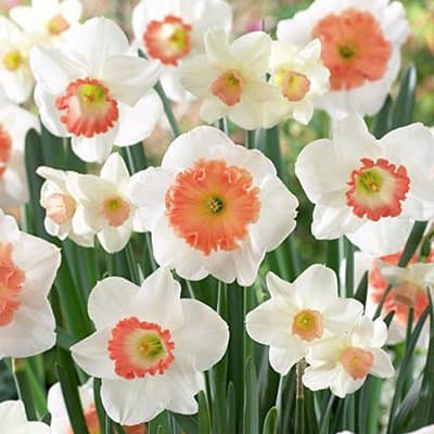 Large Cupped Daffodil Bulbs Mixed Pink