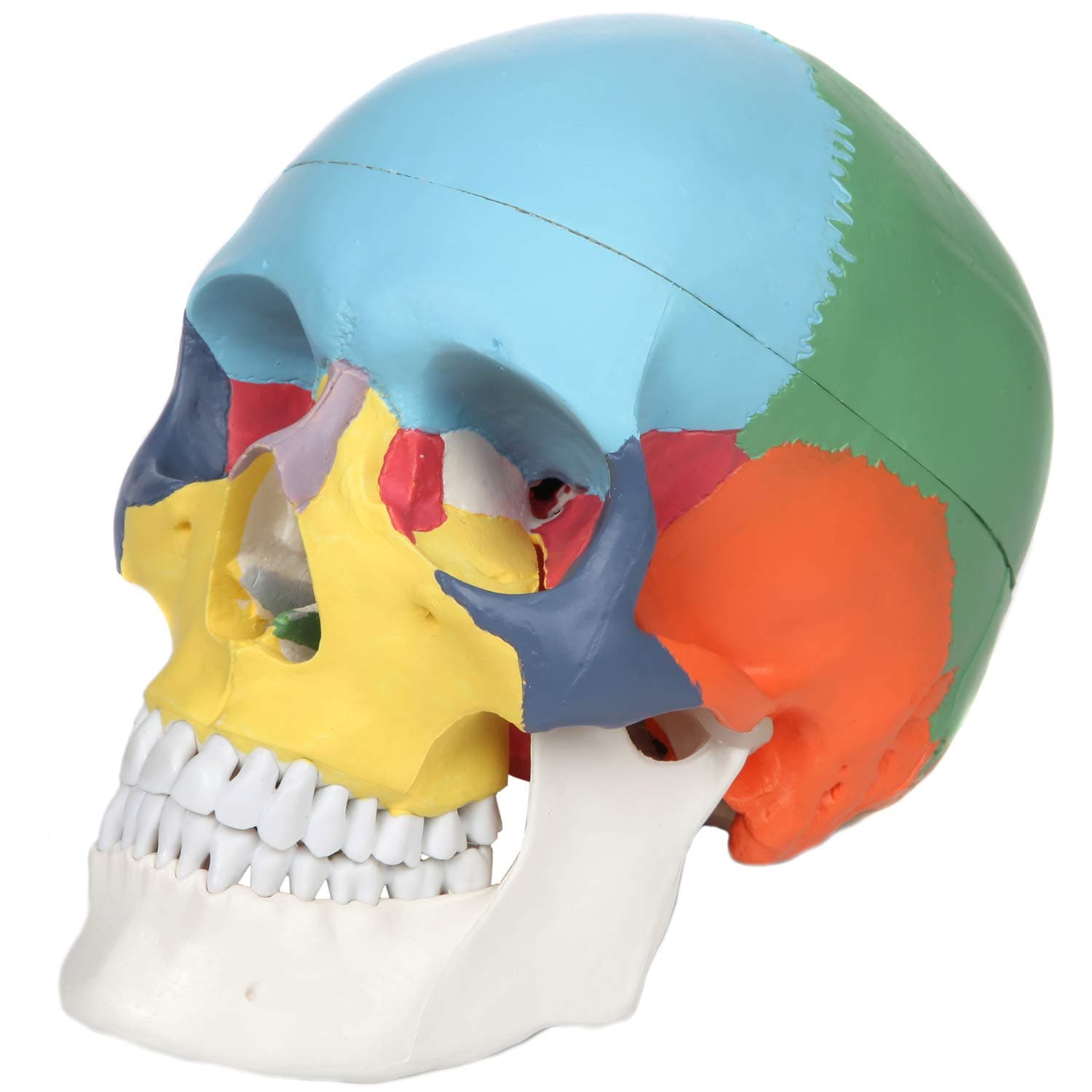 Axis Scientific 3-Part Didactic Human Skull Model, Life Size Painted Medical Anatomical Skull Model Cast from Natural Specimen, Includes Detailed Product Manual and 3 Year Warranty