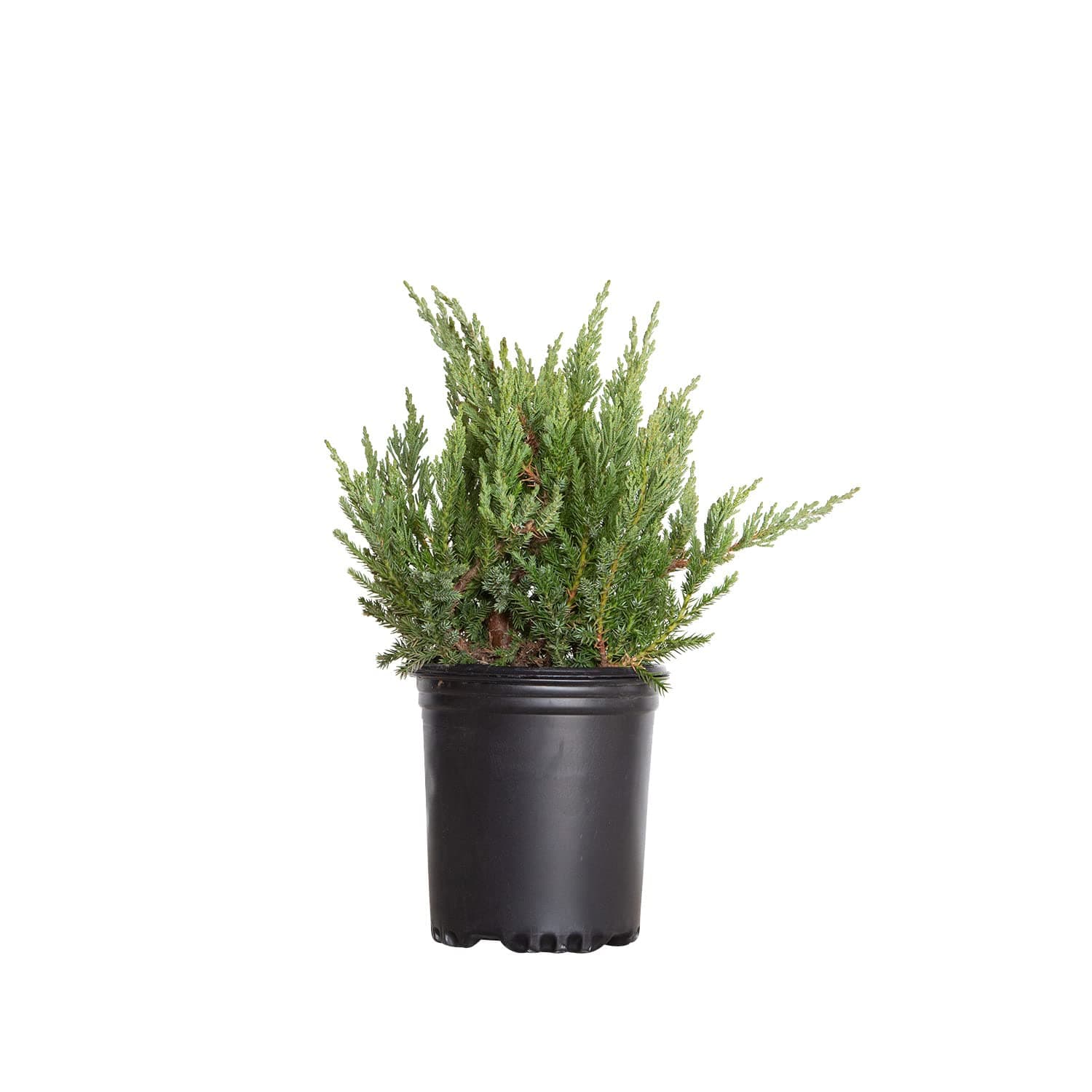 Parsoni Juniper (2.5 Quart) Low-Growing Evergreen Shrub with Grayish Blue-Green Foliage - Live Outdoor Full Sun to Part Shade Plant