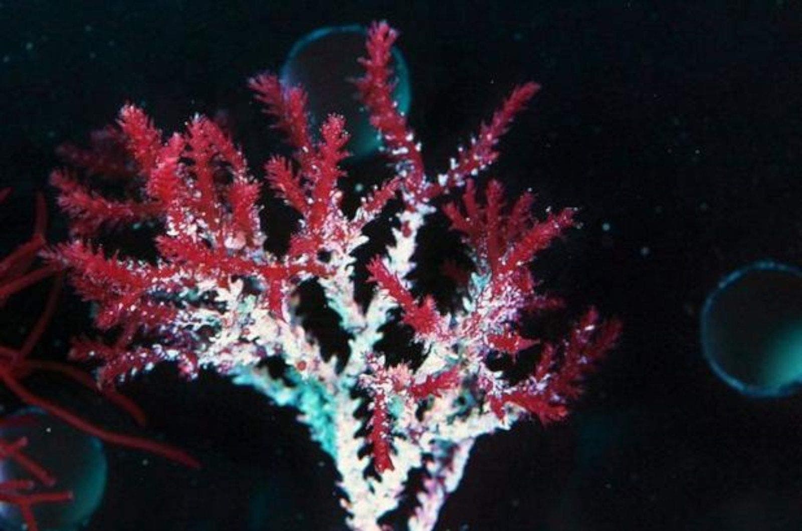 Live Frag Bryothamnion Red Razor Macro Algae Plant Reef Refugium Coral Saltwater