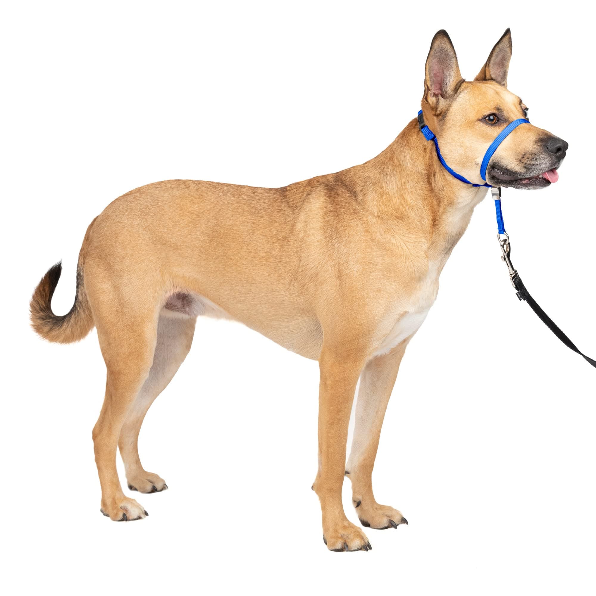 Pet Safe Gentle Leader Leash, Head Collar, Quick Release