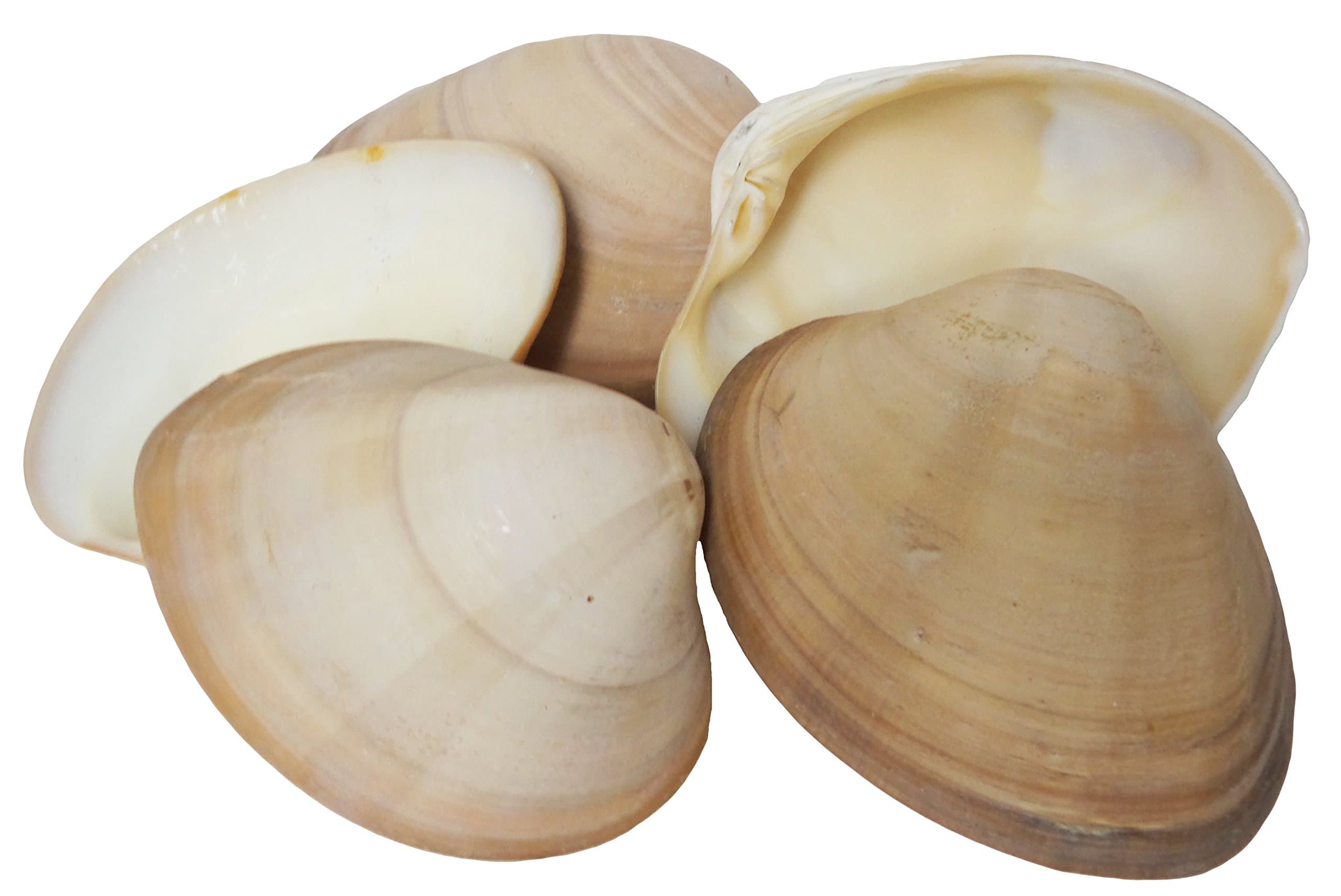 U.S. Shell, Inc., Chocolate Clam, 8 to 9cm