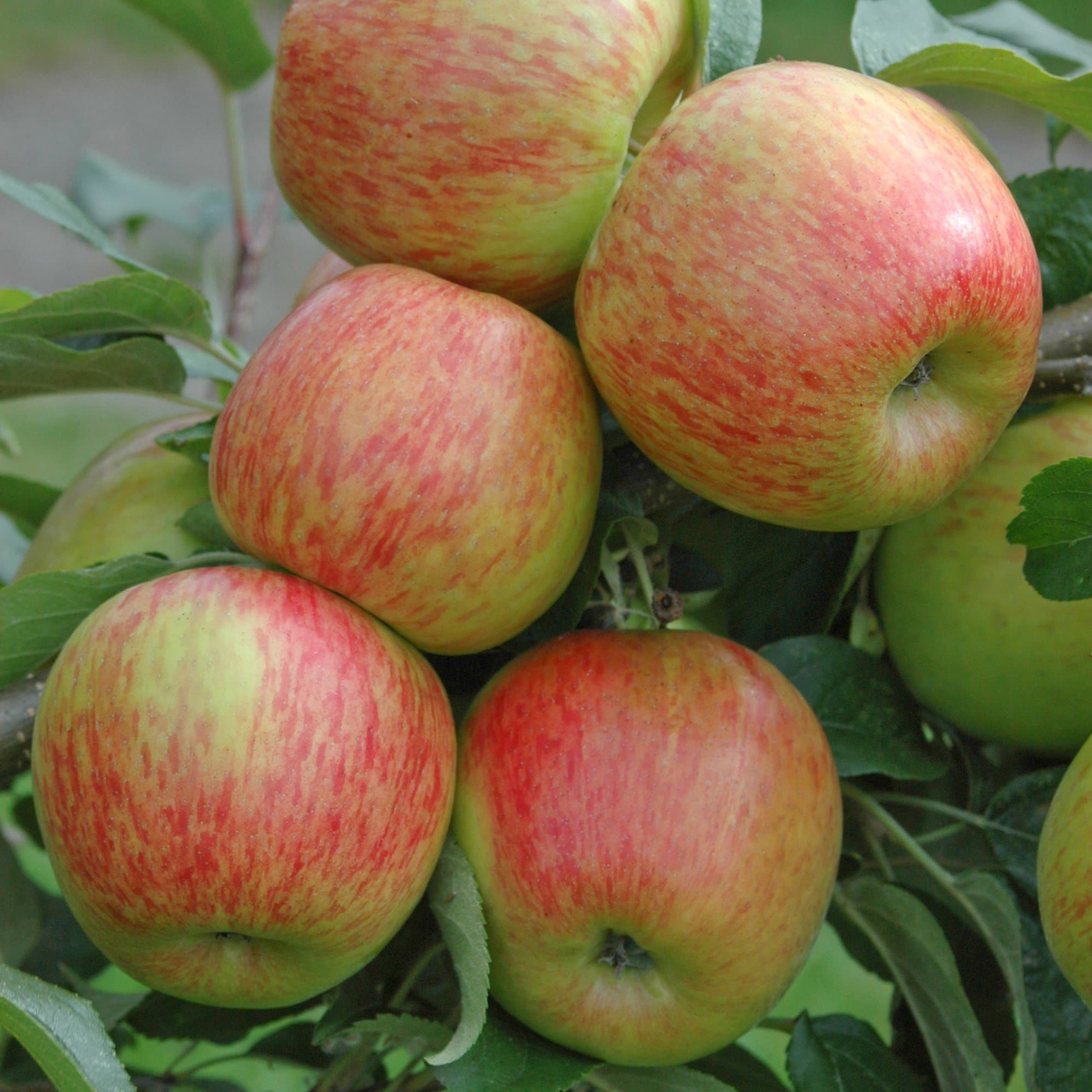 Apple Braeburn Bare Root Fruit Tree