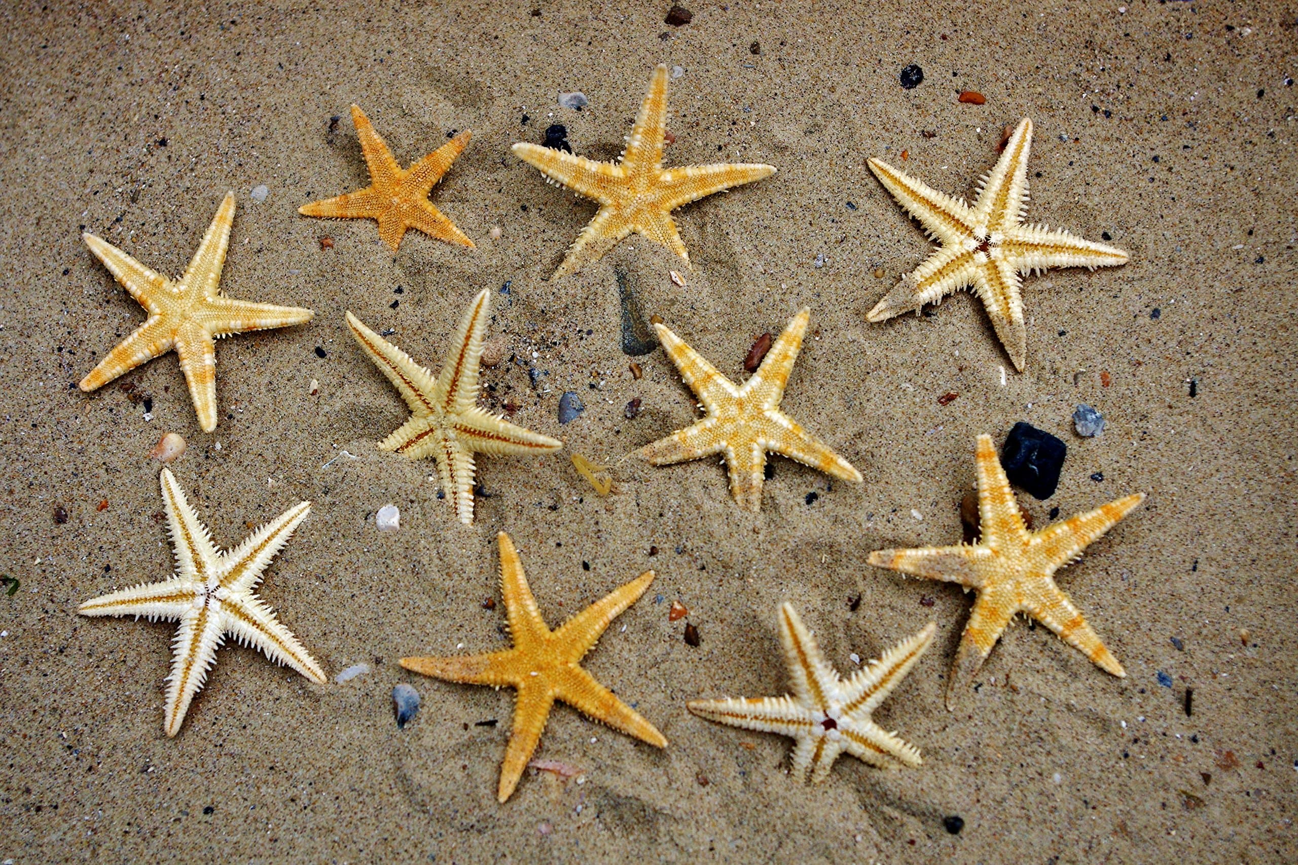 5 Flat Natural Starfish Small Seashells Sea Shells Craft and Decor